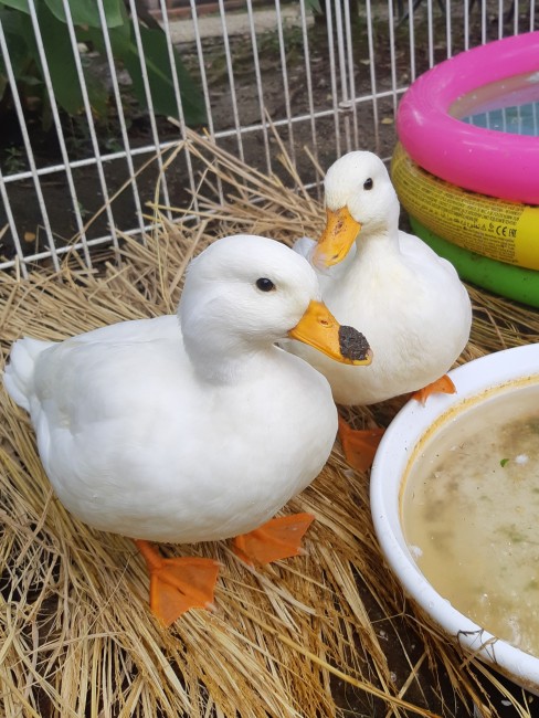 ガーデンカフェ&BBQ ベルトゥリ一 画像