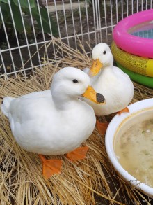 ガーデンカフェ&BBQ ベルトゥリ一 画像